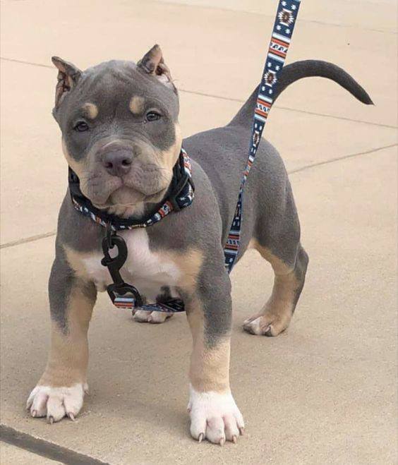 American Bully