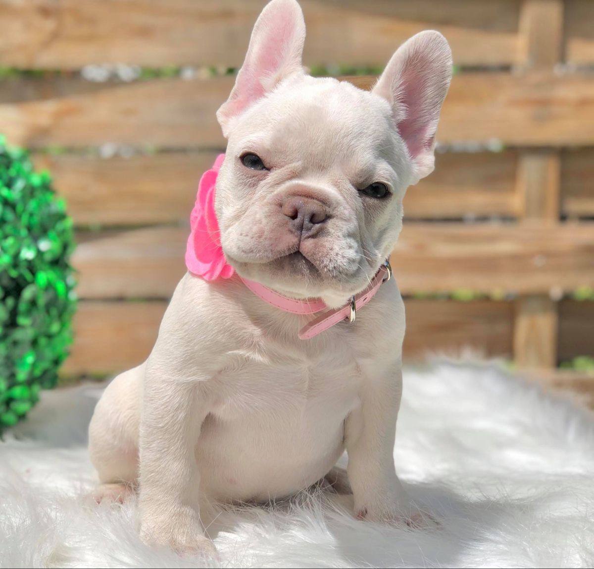 Bulldog Francés Lilac Tan Platinum