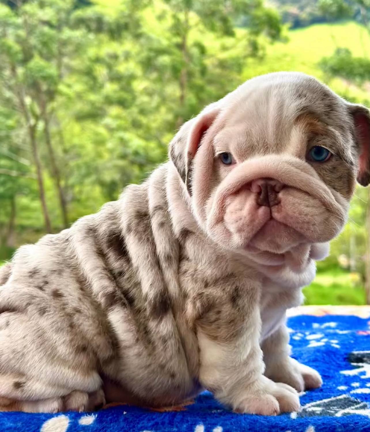 Bulldog Inglés Choco Tri-Merle
