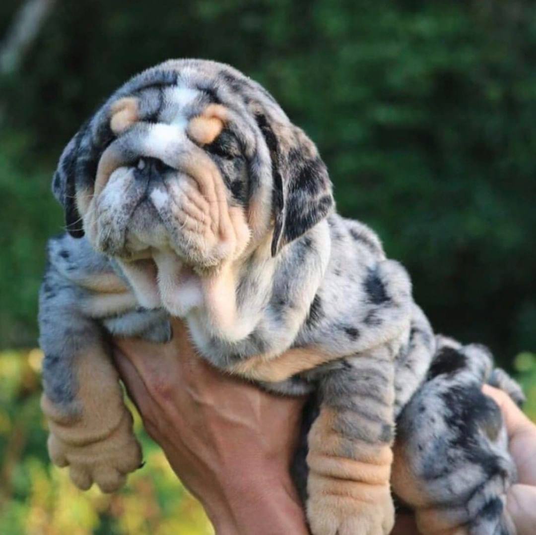 Bulldog Inglés Merle and Tan