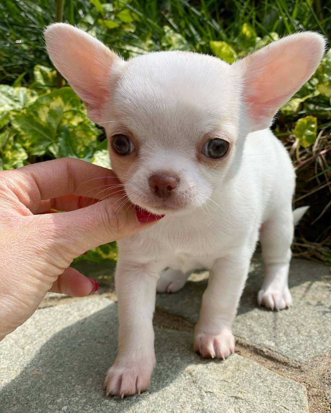 Chihuahua Cabeza de Manzana