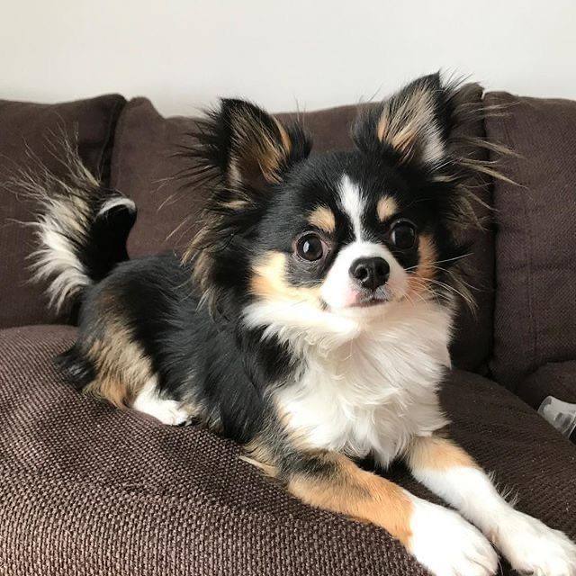 Chihuahua Pelo Largo Color Black Tri