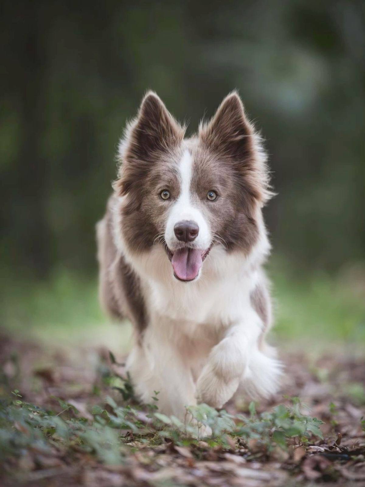 Border Collie Lilac