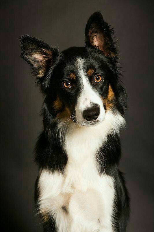 Border Collie