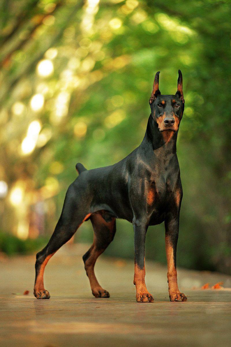 Doberman