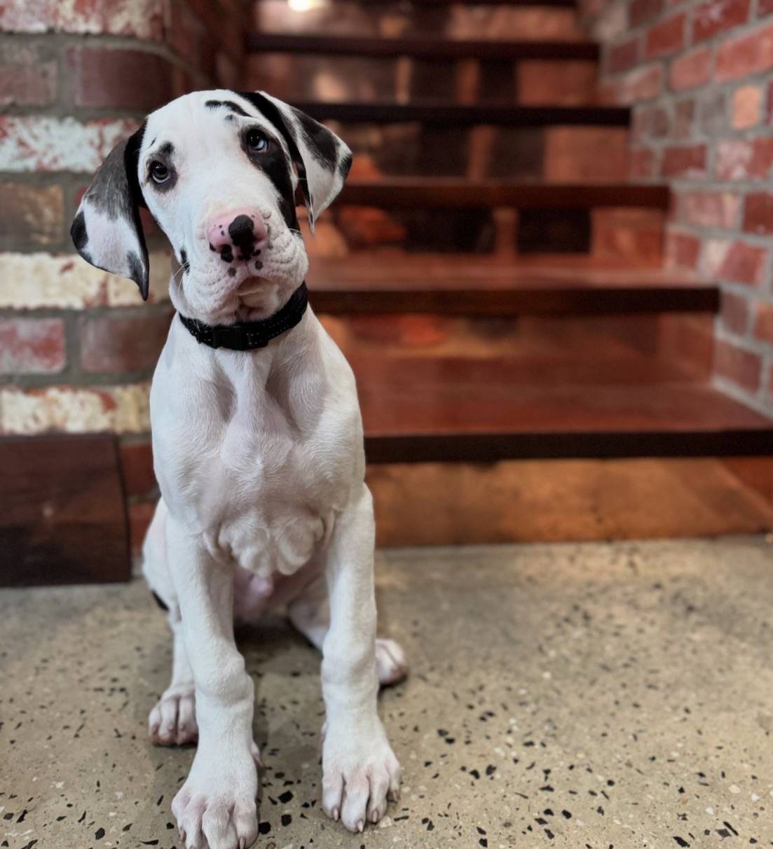 Gran Danés Arlequín