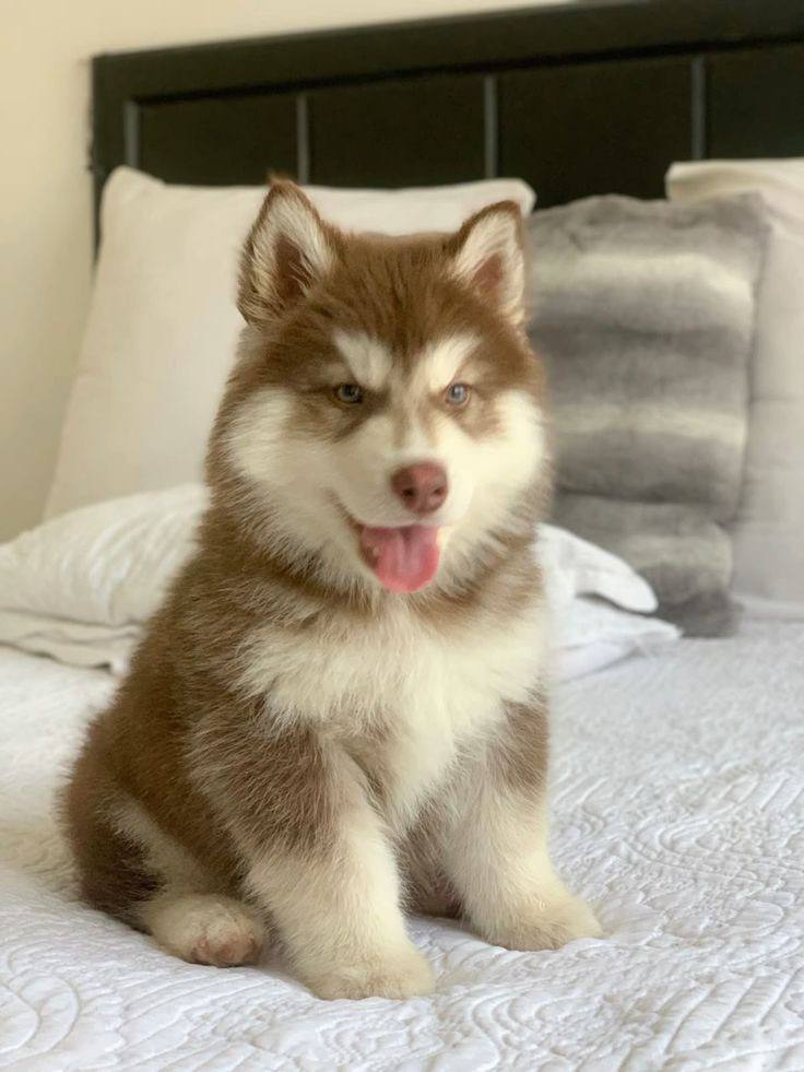 Husky Siberiano Manto Rojo