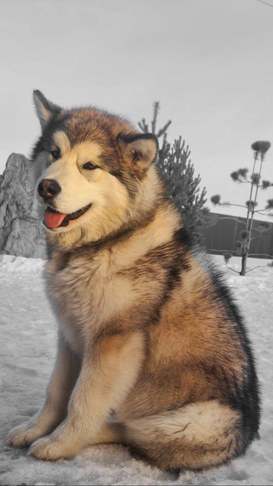Malamute Alaskan