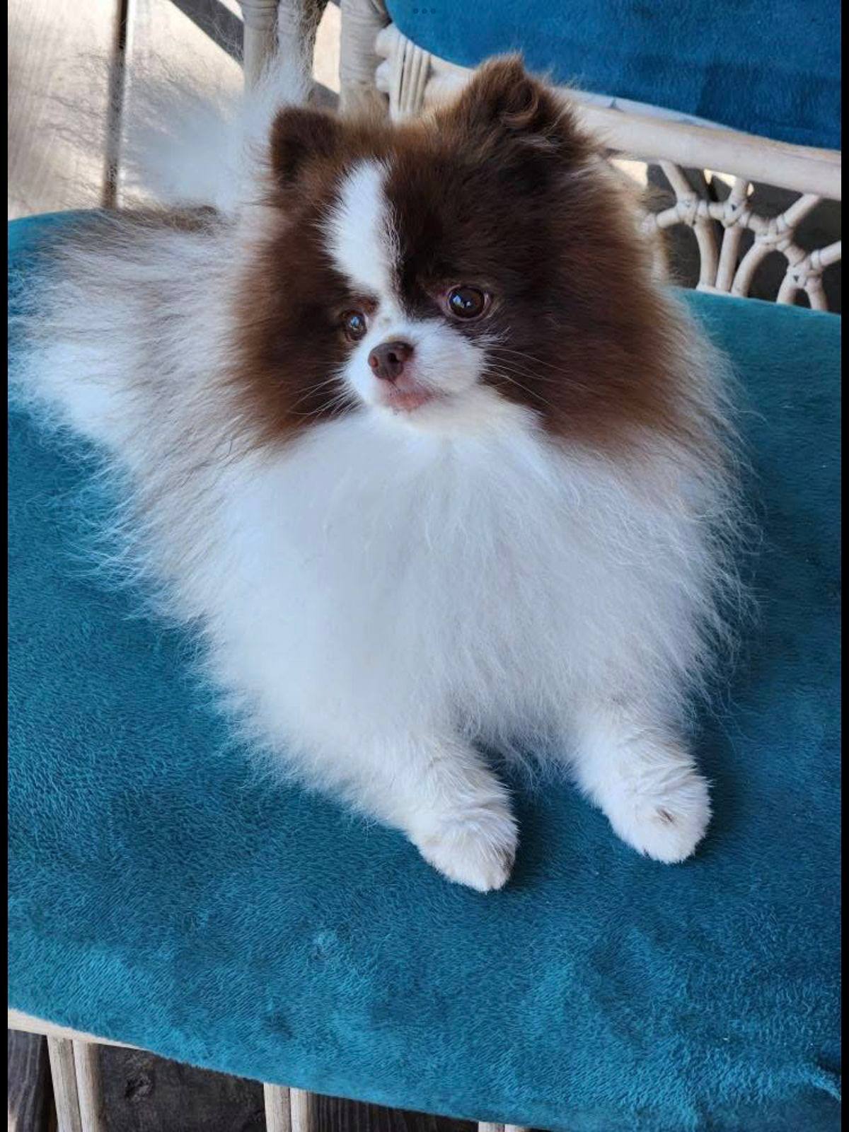 Pomerania Choco Party