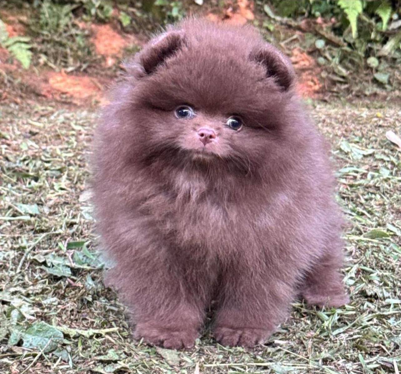 Pomerania Chocolate Sólido
