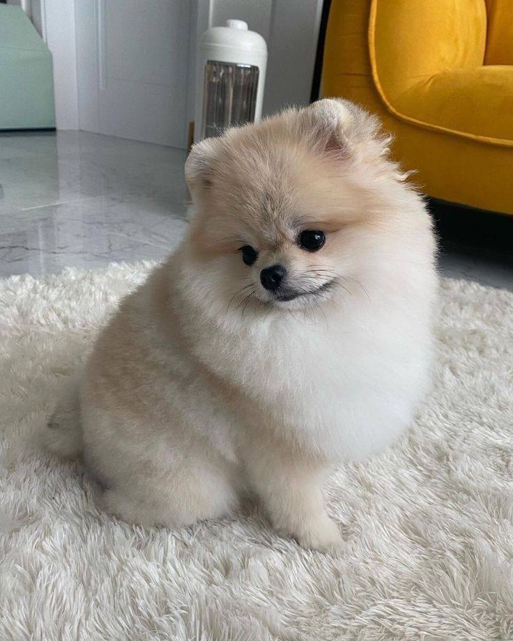 Pomerania Crema