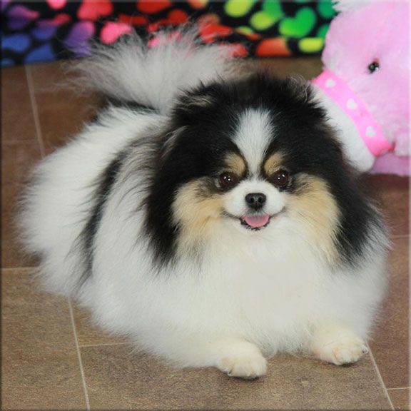 Pomerania Negro Tricolor