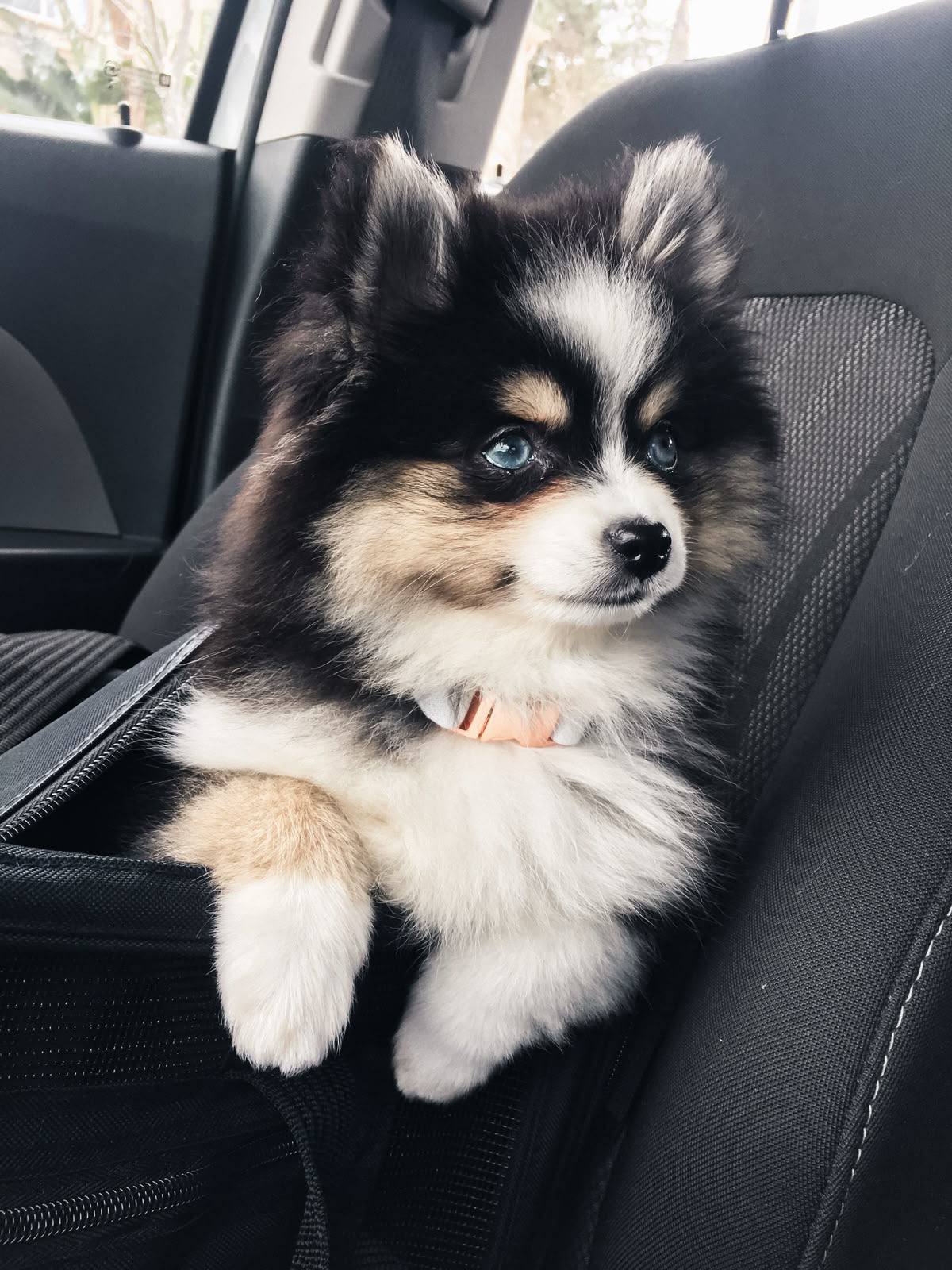 Pomsky
