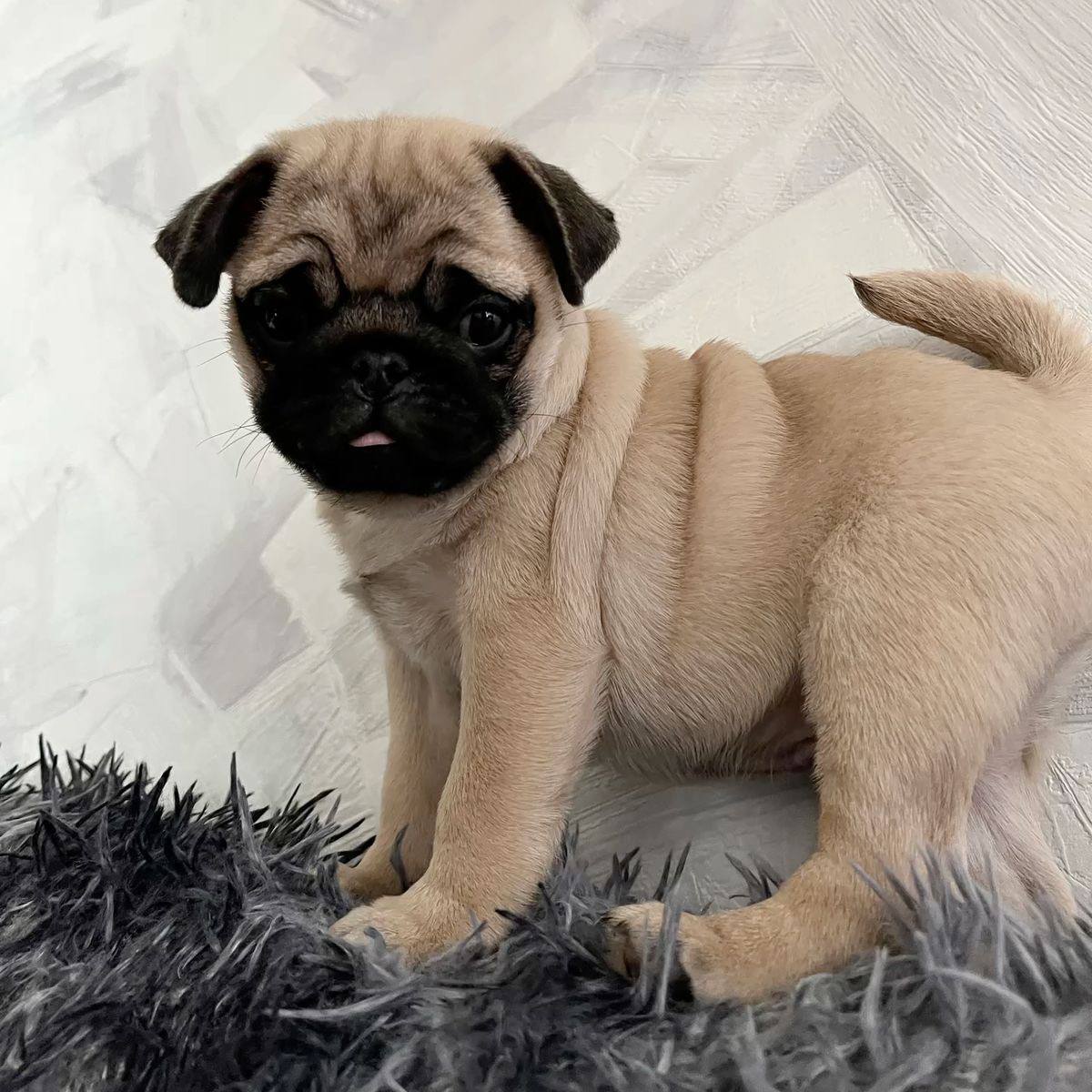 Pug Beige