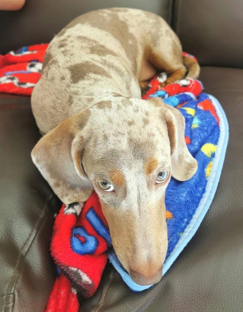 Dachshund Isabella Merle