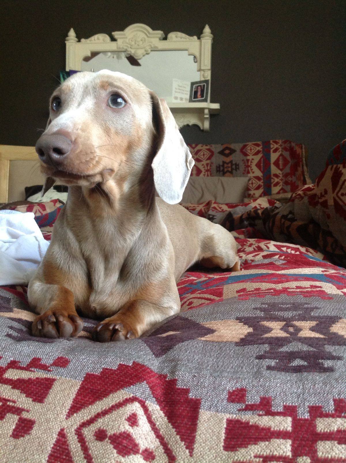 Dachshund Isabella Tan