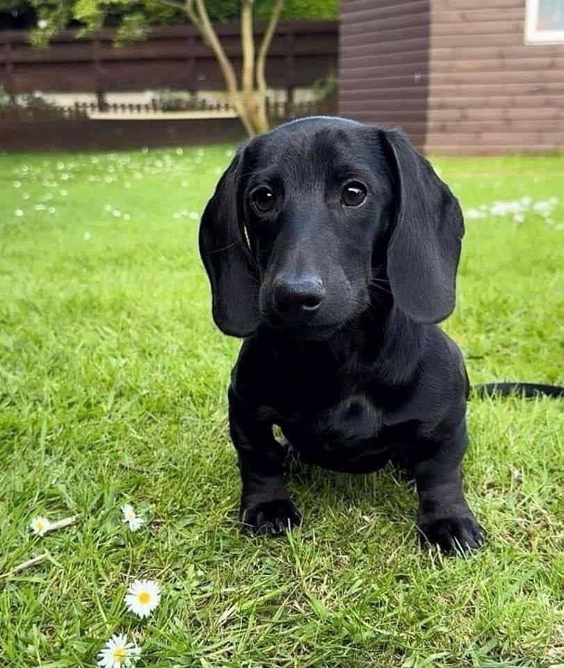 Dachshund Negro