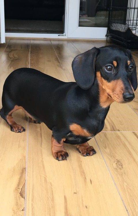 Dachshund