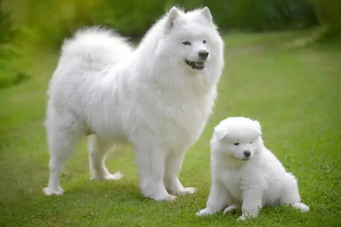 Samoyedo