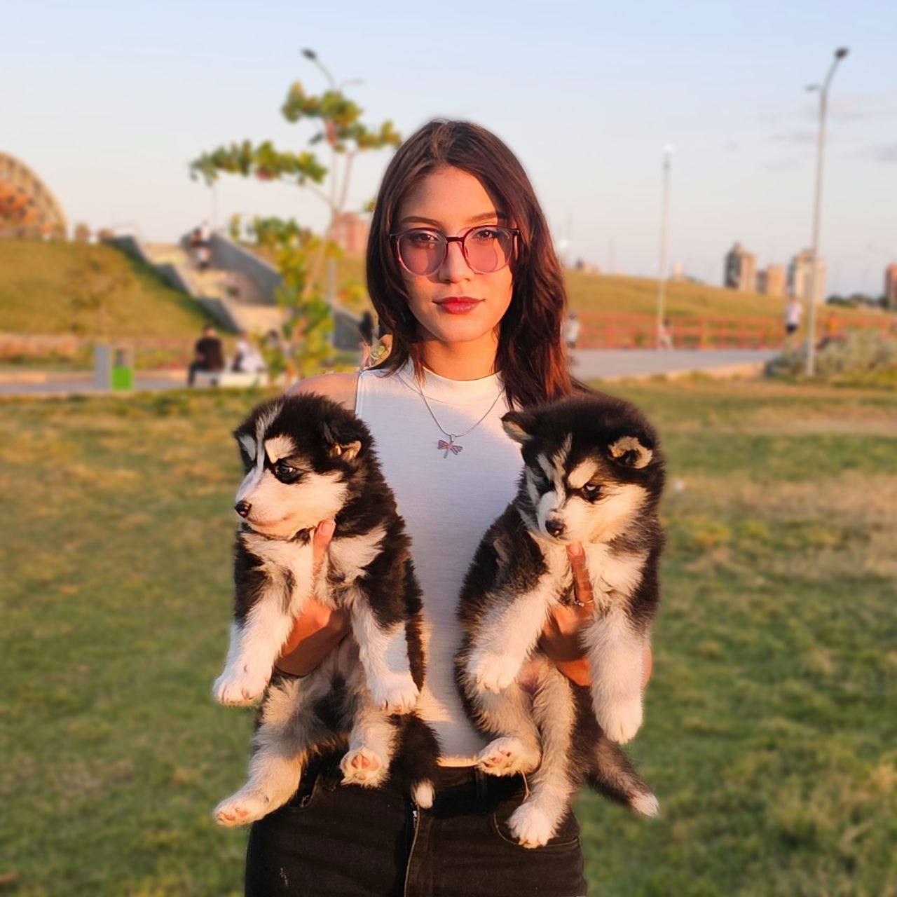 Perros jugando en el criadero, imagen de fondo principal